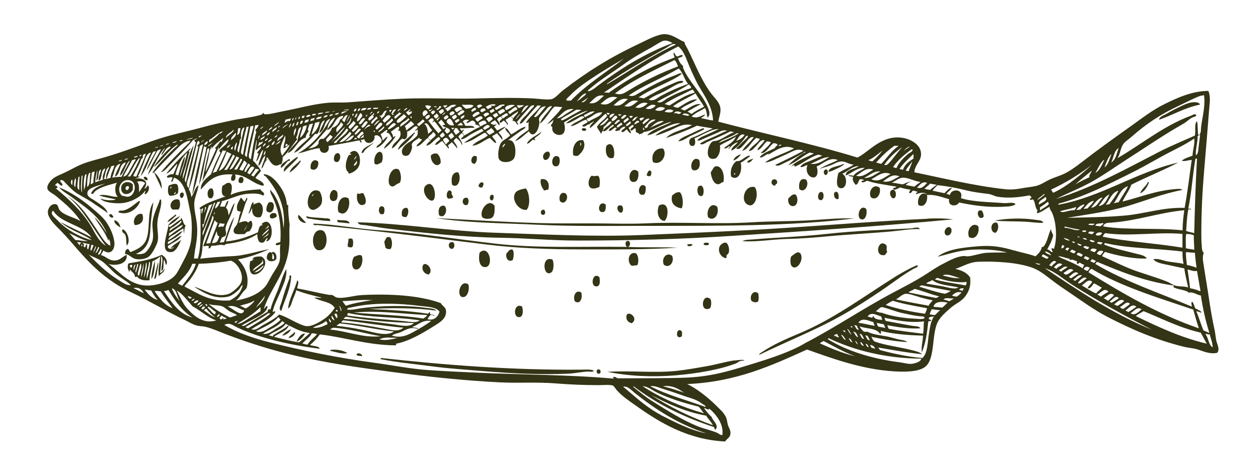 fish2