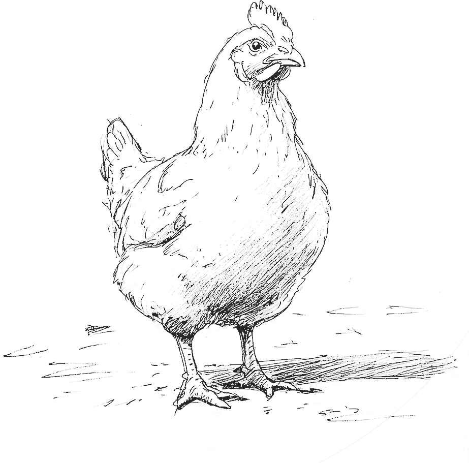 chicken